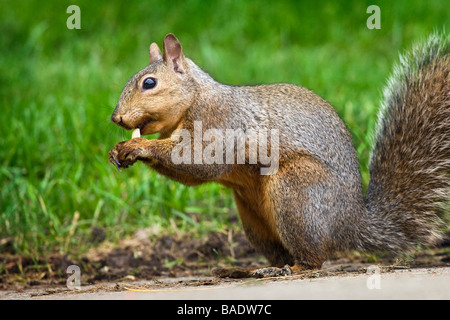 Gray Squirrel Stock Photo