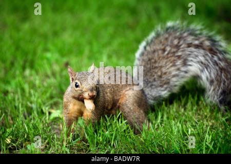 Gray Squirrel Stock Photo
