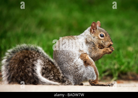 Gray Squirrel Stock Photo