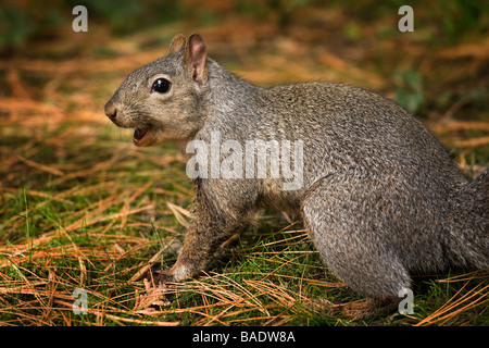 Gray Squirrel Stock Photo