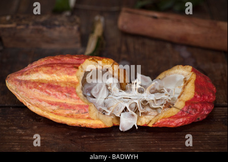 Theobroma cacao or cocoa tree pod split open to show the seeds used to make cocoa or chocolate Stock Photo
