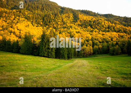 Field and Forest in Autumn Stock Photo