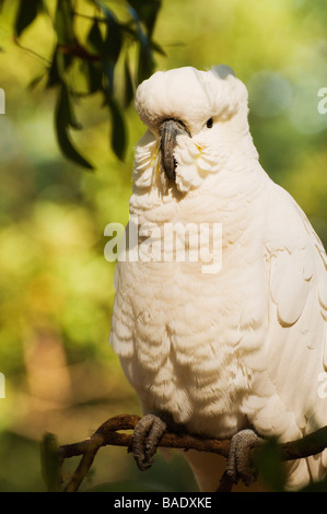 Sulphur-crested Cockatoo, Dandenong Ranges, Victoria, Australia Stock Photo