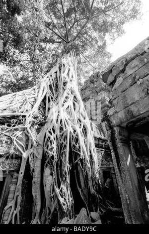 Overgrown Tree Roots, Angkor Wat, Siem Reap, Cambodia Stock Photo