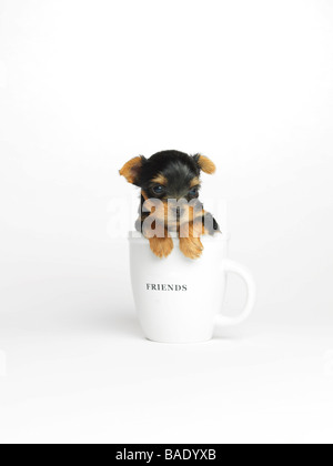 Yorkshire Terrier Puppy in Mug Stock Photo