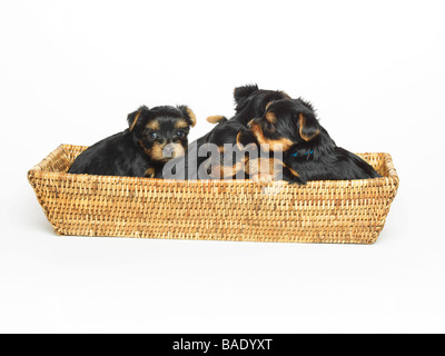 Yorkshire Terrier Puppies in Basket Stock Photo