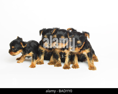 Yorkshire Terrier Puppies Stock Photo