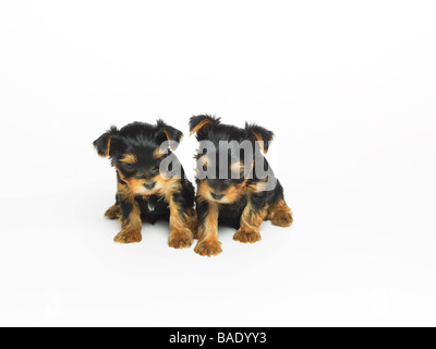 Yorkshire Terrier Puppies Stock Photo