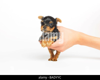Hand Holding Yorkshire Terrier Puppy Stock Photo