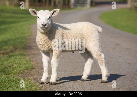 A clean young lamb standing on a country road passing through green fields Stock Photo