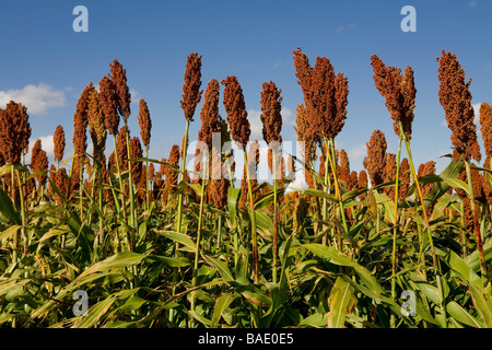 Red Sorghum Plants Ready for Harvesting, Uruguay Stock Photo