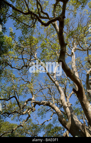 Ombu Tree, Cabo Polonio, Uruguay Stock Photo