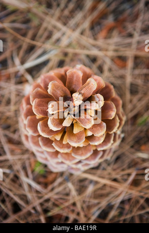 Close-Up of Cone of Ponderosa Pine Stock Photo