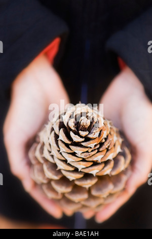 Hands Holding Cone of Ponderosa Pine Stock Photo