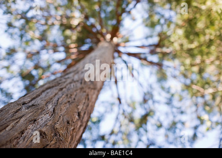 Trunk of Redwood Tree, Lake Tahoe, California, USA Stock Photo