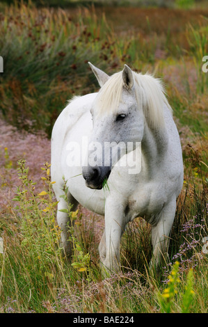 Portrait of Camargue Horse, Camargue, France Stock Photo