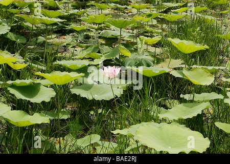 Lotus Flower, Banteay Srey, Angkor, Cambodia Stock Photo