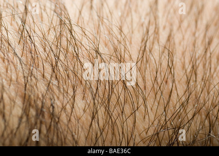 Man's hairy arm Stock Photo - Alamy