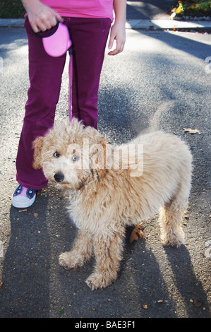 Portrait of Labradoodle Puppy With Girl Stock Photo