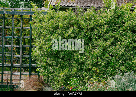 Euonymus fortunei Emerald Gaiety and fence Stock Photo