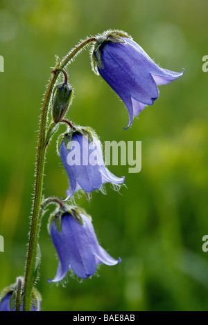 Campanula barbata, Trentino, Italy Stock Photo