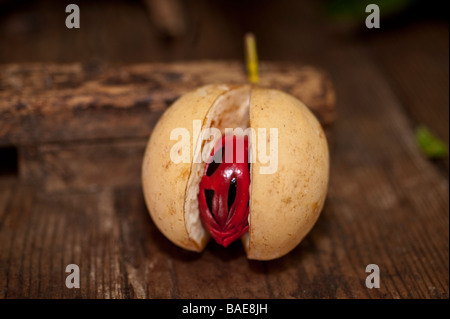 A close up of a nutmeg pod split open to reveal the shell of the nutmeg covered with mace Stock Photo