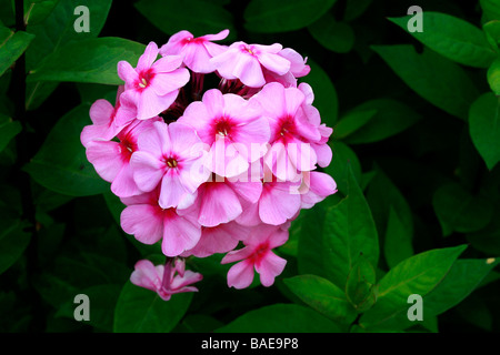 Phlox paniculata 'Eva Cullum' Stock Photo