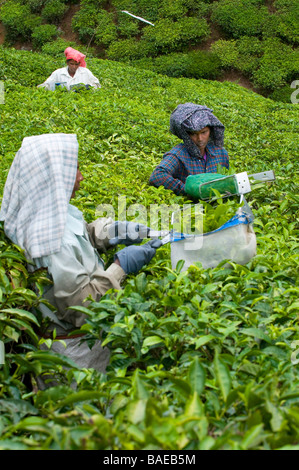 Tea picker clipping the tea bushes daily and collecting leaves in the tea plantation in the upland foothills near Vandiperiya, India Stock Photo