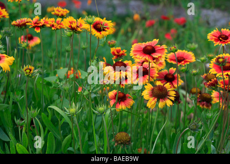 Gaillardia aristata Goblin Stock Photo