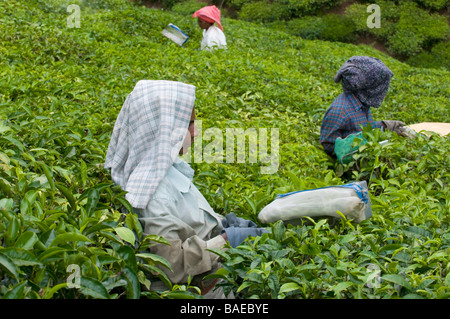 Tea pickers clipping the tea bushes daily and collecting leaves in the tea plantation in the upland foothills near Vandiperiya, India Stock Photo