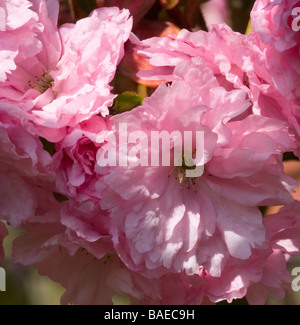 Closeup of Pink Cherry Blossom Flowers in a Cheshire Garden England United Kingdom UK Stock Photo