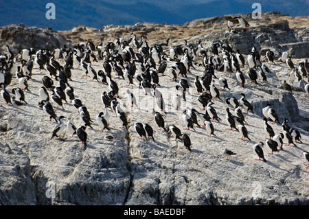 King Cormorants on Isla de los Lobos, Beagle Channel, Tierra del Fuego, Ushuaia, Argentina. Stock Photo