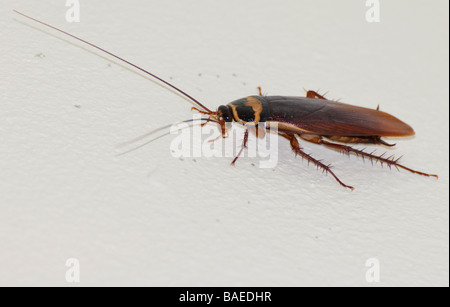 Australian cockroach (Periplaneta australasiae) on a domestic bathroom wall. Vermin; insect; insects; creepy crawly; creepy crawley; roach; disgusting Stock Photo