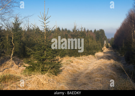 Hautes Fagnes Reserve in wintertime Schwarzbusch Eupen Province Liège Belgium Stock Photo