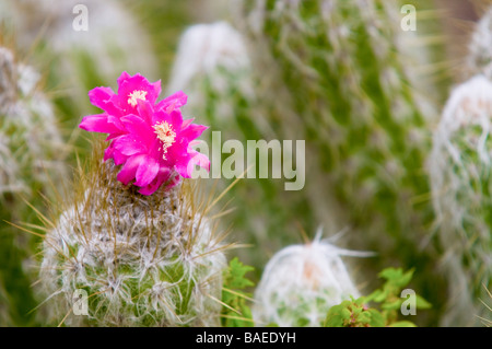 Flowering Strawberry Hedgehog Cactus Echinocereus engelmannii in a cactus garden Stock Photo