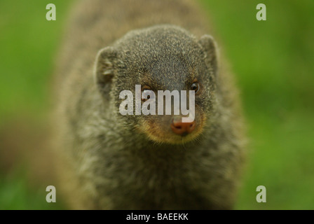 Banded mongoose - Mungos mungo Stock Photo