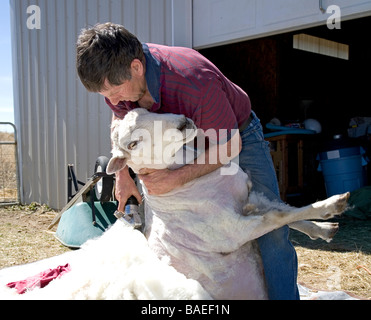 USA OREGON A sheep shearer shears the wool from a large sheep on a farm near Bend Oregon in the spring. sheep shearing. Stock Photo