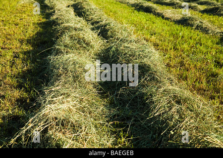 ILLINOIS DeKalb Freshly mowed hay raked into rows in agricultural field Stock Photo