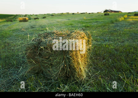ILLINOIS DeKalb Bales of freshly baled hay sit in agriculture field on farm Stock Photo