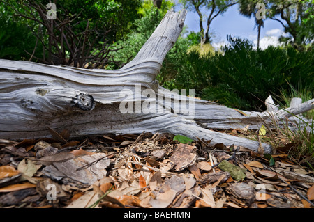 Bok Tower Gardens National Historic Landmark Lake Wales Florida Stock Photo