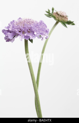 Pin Cushion Flowers Scabious Butterfly Blue Stock Photo