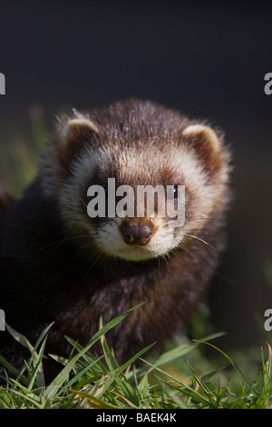 POLECAT (Mustela putorius) UK Stock Photo