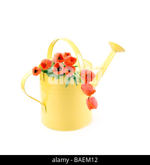 tulips in watering can Stock Photo