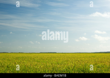 Rice field in the Delta region of Arkansas Stock Photo