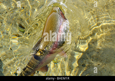 'Rainbow trout' 'Oncorhynchus mykiss' jumping in [fresh water] with 'sandy bottom' Stock Photo