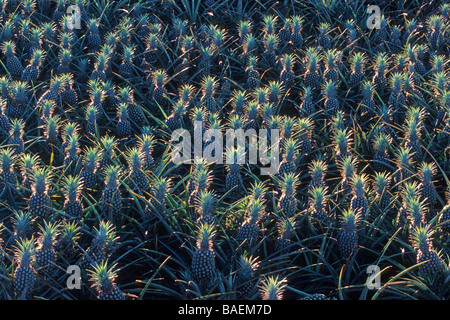 A huge field of pineapples in Maui, Hawaii Stock Photo