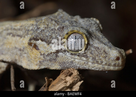 Gargoyle Gecko, Rhacodactylus auriculatus, Gekkonidae, New Caledonia Stock Photo