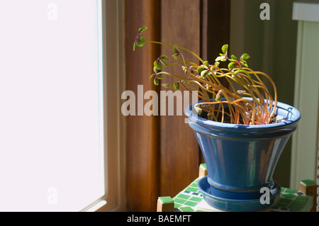 Flowering plant bending towards sunlight from window. Example of phototropism.