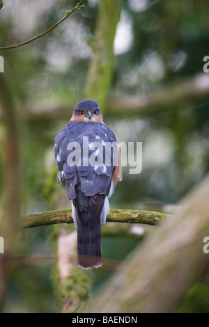 Adult male Eurasian Sparrowhawk (Accipiter nisus) perched on a branch Stock Photo