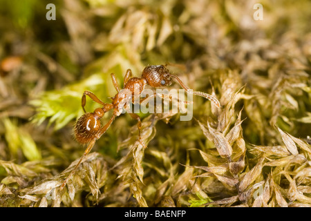 Red ant (Formicidae: Myrmica rubra), with a parasitic mite on its hind leg, walking on moss Stock Photo